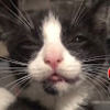 turnipcat1